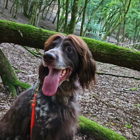 Bostalsee Saarland Natur Urlaub UrlaubmitHund