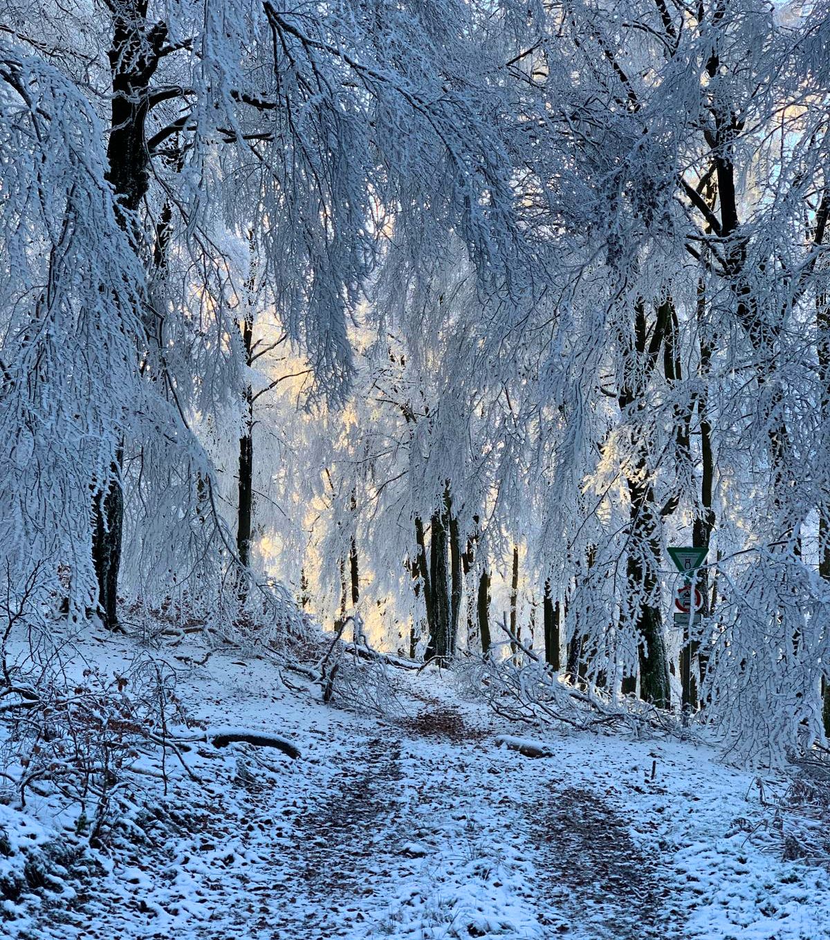 Winterlicher Wald nahe Bostalsee bei Gonnesweiler rund um die Ferienwohnungen Schwarzhof