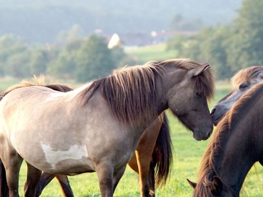 Islandpferde auf der Weide am Gestüt Nahetal