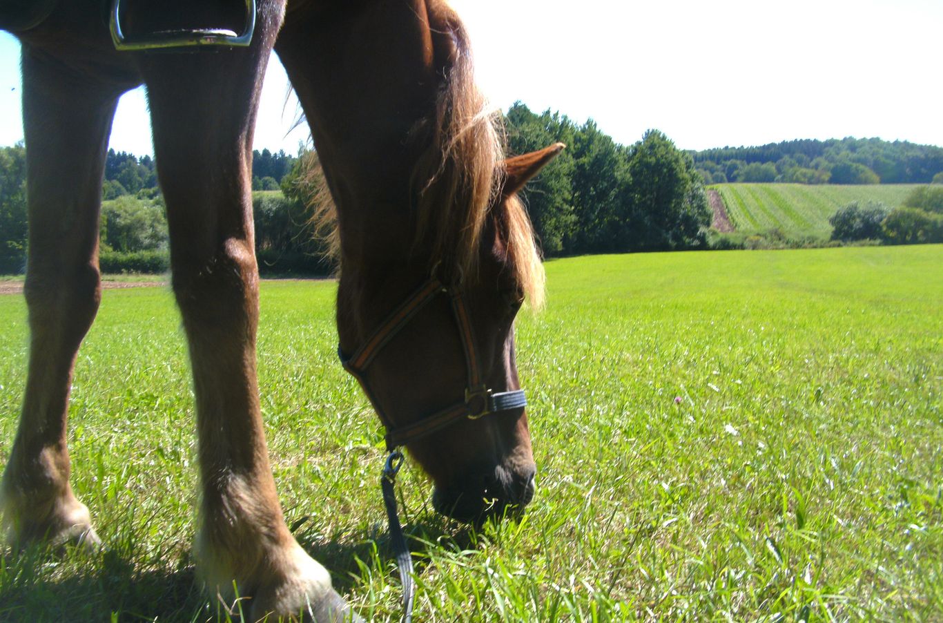 Islandpferd auf dem Gestüt Nahetal - das Glück der Erde hautnah erleben, bei den Ferienwohnungen Schwarzhof