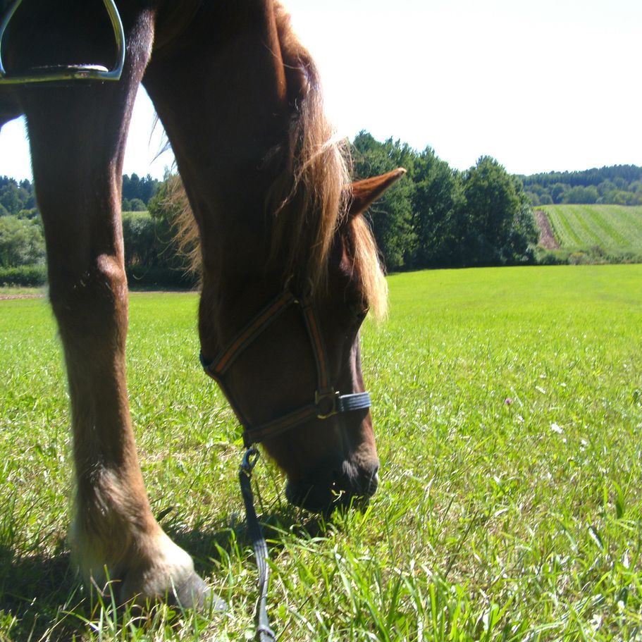 Reiten auf Islandpferden auf dem Gestüt Nahetal