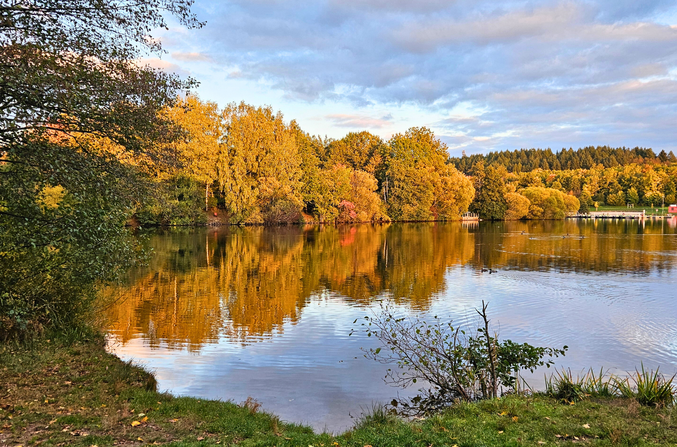 Herbstlicher Wald am Bostalsee spiegelt sich in goldenen Farben im Wasser.