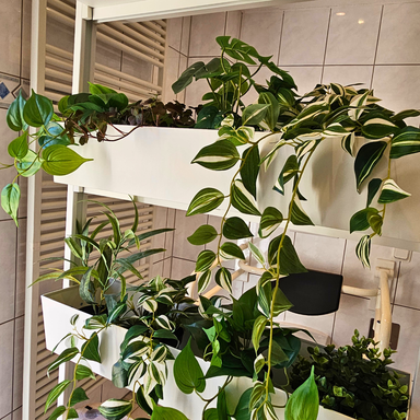 Badezimmer Fewo Schwarzhof Hanfdell mit Pflanzenraumtrenner im Vordergrund und barrierefreier Toilette im Hintergrund.