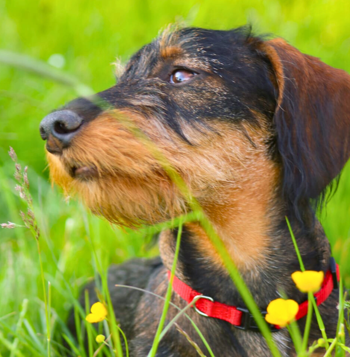 Rauhaardackel Alfred auf einer Wiese mit Butterblumen nahe den Ferienwohnungen Schwarzhof am Bostalsee