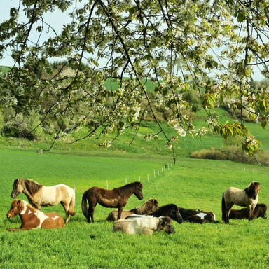 Ferienwohnungen Schwarzhof Bostalsee – Pferdeherde ruht in der Nähe der Ferienwohnungen, idyllische Natur