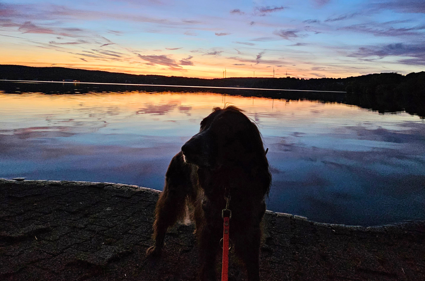 Deutsch-Langhaar-Hündin Yumi am Bostalsee bei Sonnenuntergang nahe den Ferienwohnungen Schwarzhof