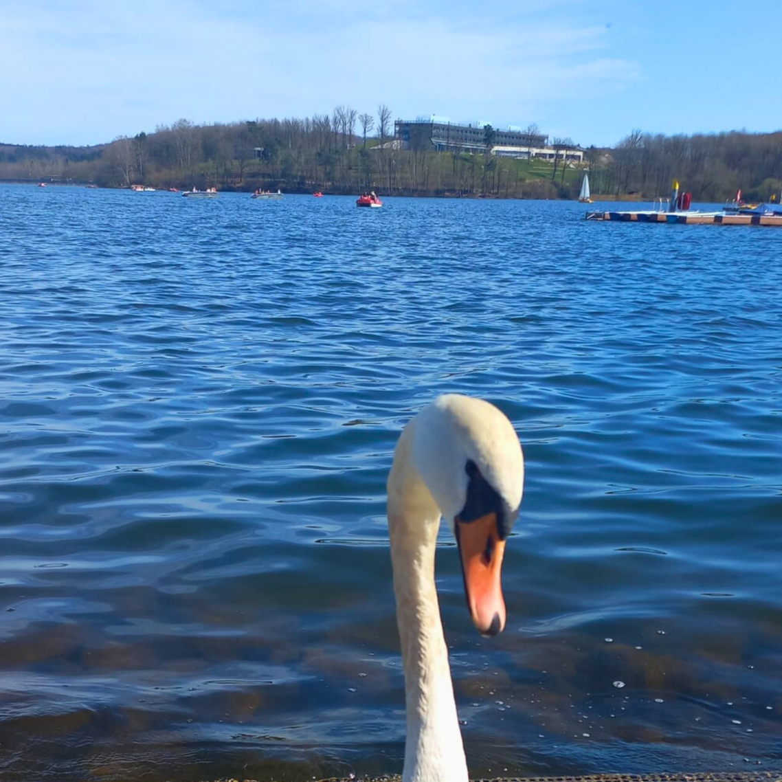 Schwan am Ufer des Bostalsees im Vorfrühling mit Blick über das Wasser und einzelne Boote