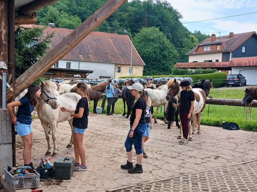 Mehrere Islandpferde werden auf dem Hof des Gestüts Nahetal geputzt und für das Reiten vorbereitet
