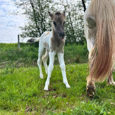 Ferienwohnungen Schwarzhof Bostalsee – kleines neugeborenes Fohlen auf der Weide am Gestüt Nahetal, Natur direkt an der Fewo Hanfdell