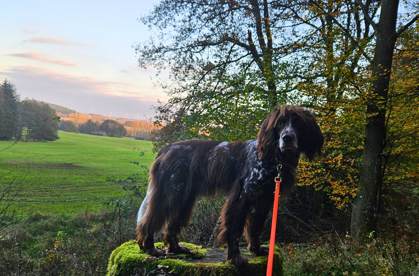 Deutsch-Langhaar-Hündin Yumi auf einem Baumstumpf mit herbstlicher Landschaft nahe den Ferienwohnungen Schwarzhof am Bostalsee