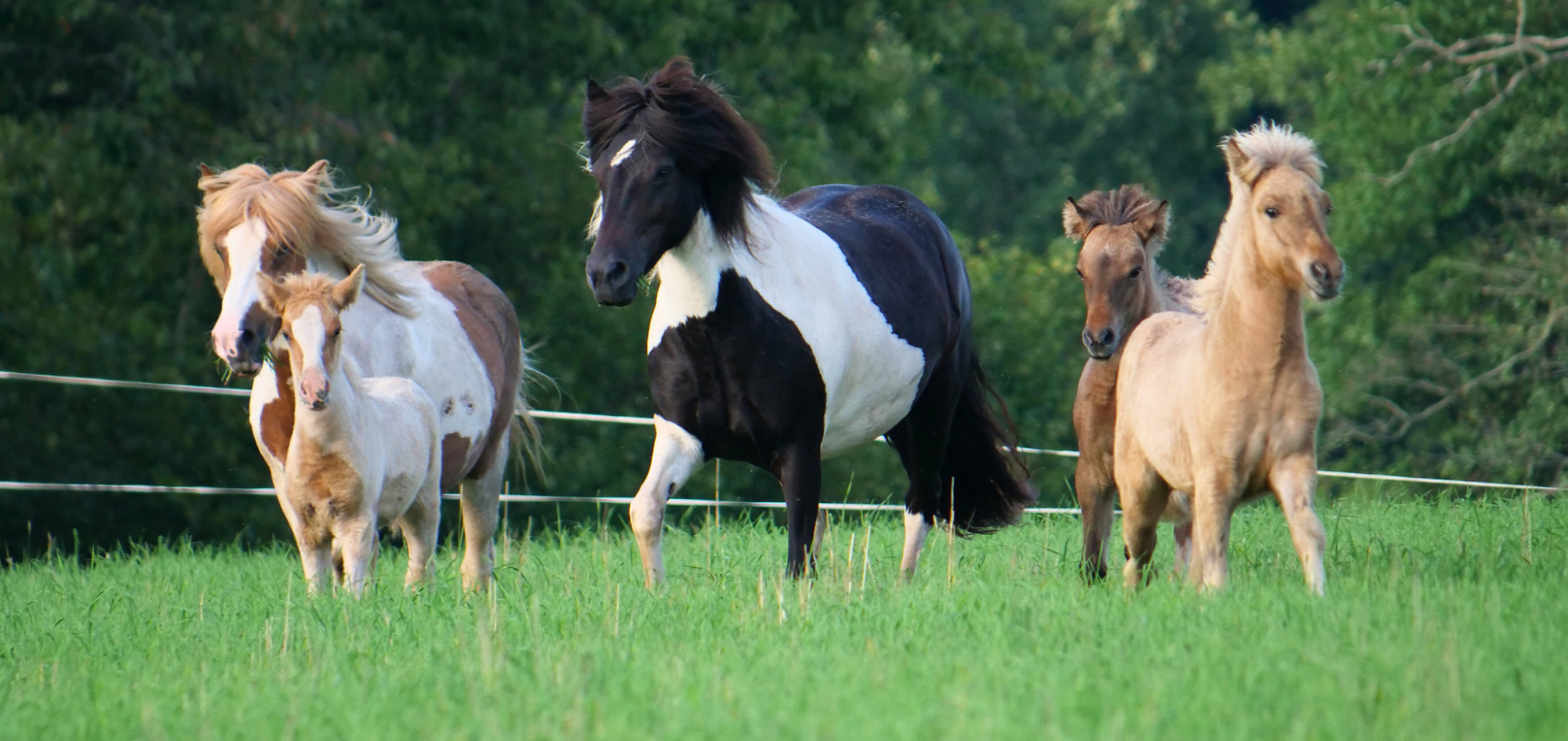 Islandpferde mit Fohlen auf der Weide des Gestüts Nahetal am Bostalsee im Saarland