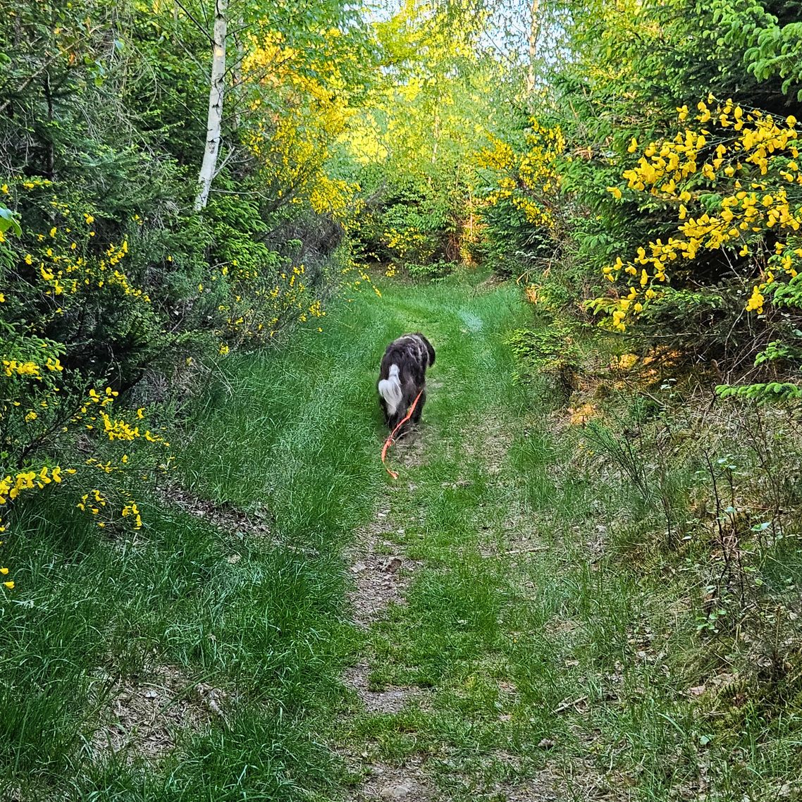 Deutsch-Langhaar-Hündin Yumi auf einem blühenden Waldweg hinter den Ferienwohnungen Schwarzhof am Bostalsee im Frühling