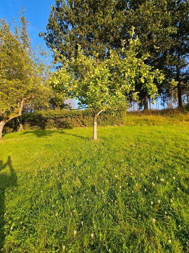 Ausblick aus der Ferienwohnung Hahnekräh auf den Wald, sichtbar vom Küchen- oder Badezimmerfenster.