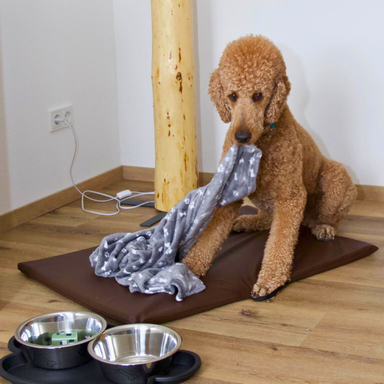 Hund sitzt auf Hundematte in der Ferienwohnung Hahnekräh, hält Hundedecke im Maul, im Vordergrund stehen Futter- und Wassernäpfe.