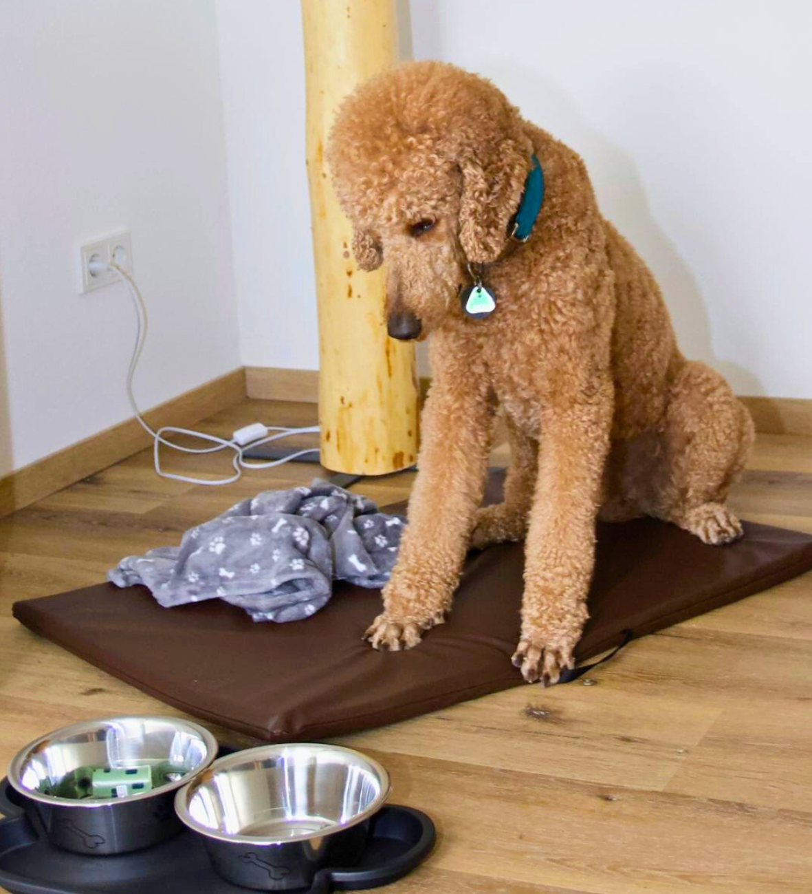 Hund auf einer Hundematte mit Decke und Näpfen in den Ferienwohnungen Schwarzhof am Bostalsee