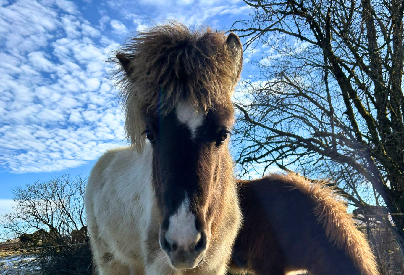 Islandfohlen vom Gestüt Nahetal an einem sonnigen Wintertag nahe den Ferienwohnungen Schwarzhof am Bostalsee